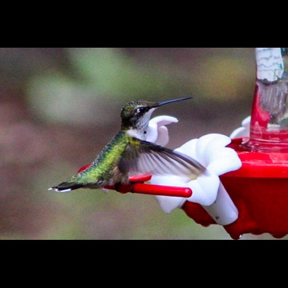 🛑STOP THE SCAMS!  PLEASE READ!!!🛑 - Picture 3 of 12